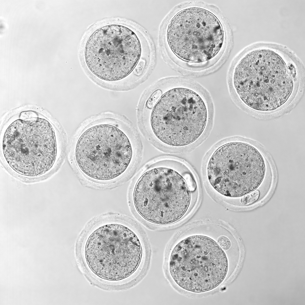 Mouse eggs. Credit Dr Jessica Stringer