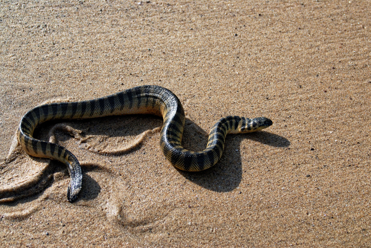 Hyrophis curtus sea snake on a beach. Credit: Satish Parashar/iStock