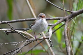 Female fairywren