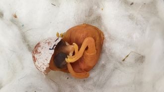 chick