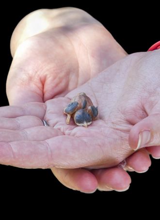 baby bird