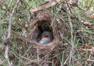 Superb fairywren female