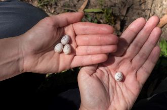 Fairywren eggs