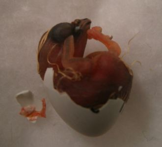 This image shows a zebra finch hatching
