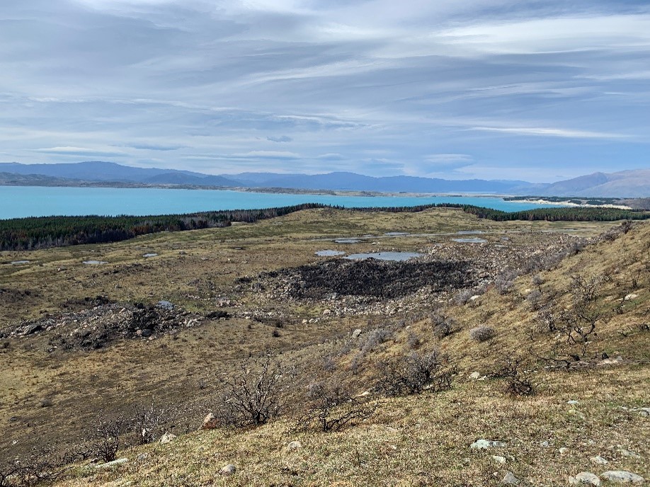 Pukaki Scientific Reserve after 2023 fire. Credit: Tom Goodman