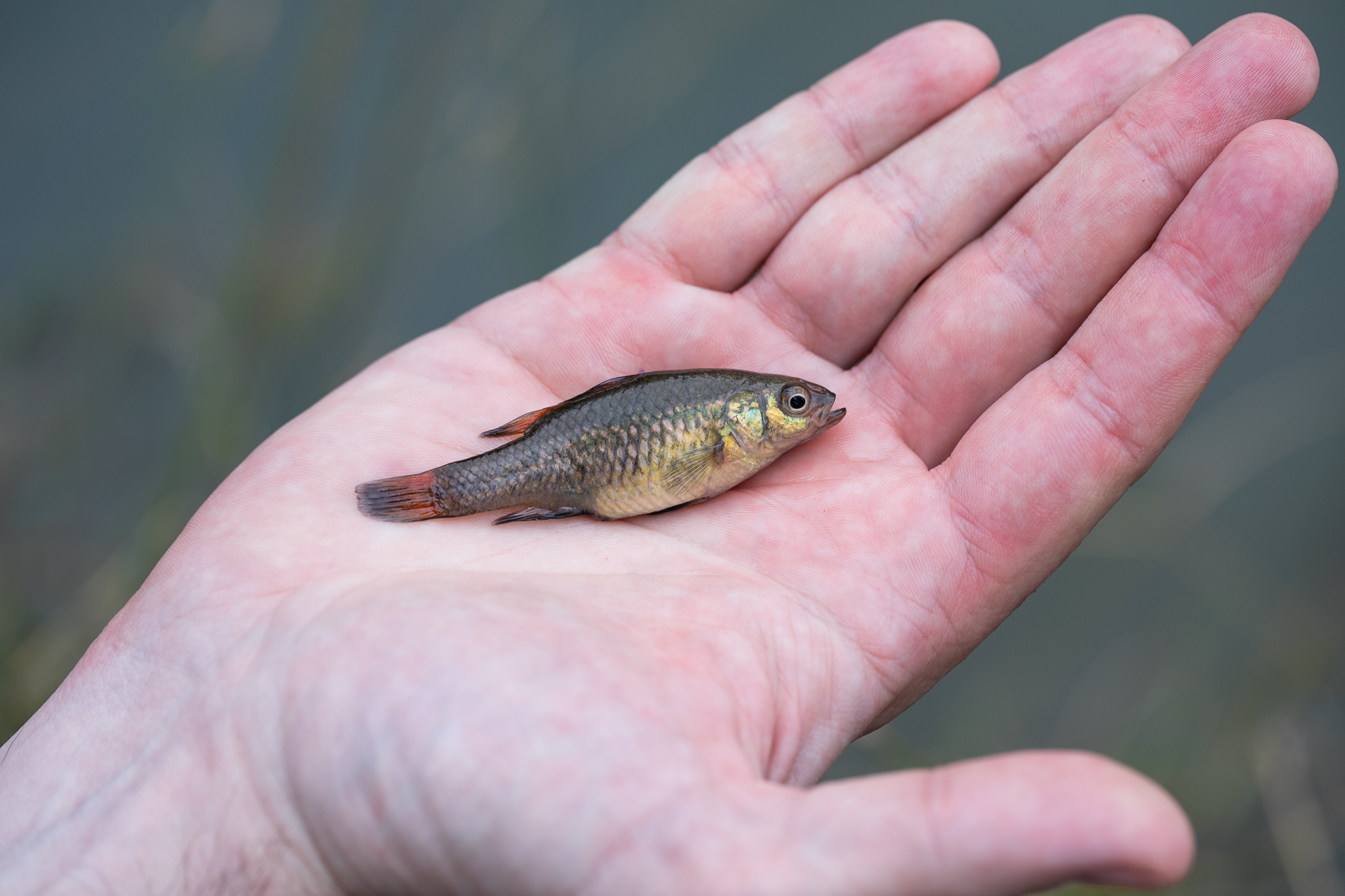 Captive bred southern pygmy perch. Photo courtesy Mallee Catchment Management Authority