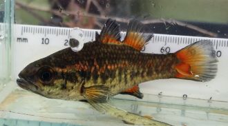 Captive-bred southern pygmy perch 