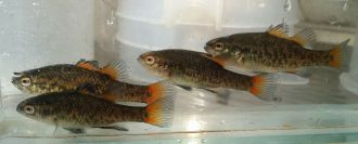 Southern pygmy perch, a threatened native fish, are being reintroduced 