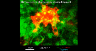 B cells (green) moving around and a tingible body macrophage (red)
