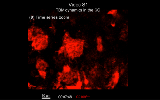 Tingible body macrophages (red) inside a lymph node's germinal centre