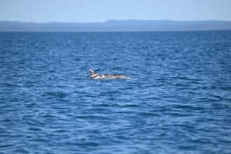 Speckles, the piebald dolphin