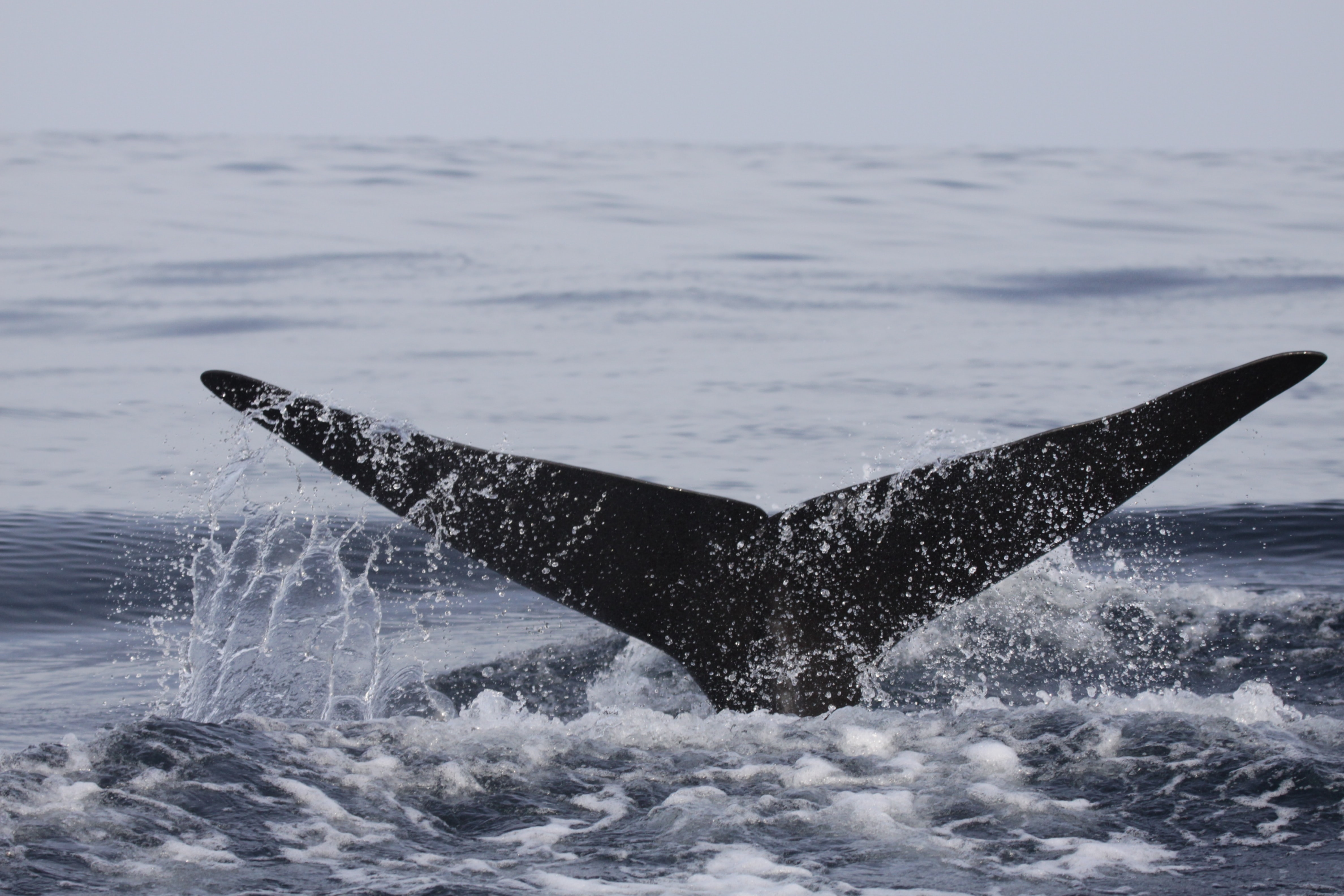 Credit: NOAA/Unsplash