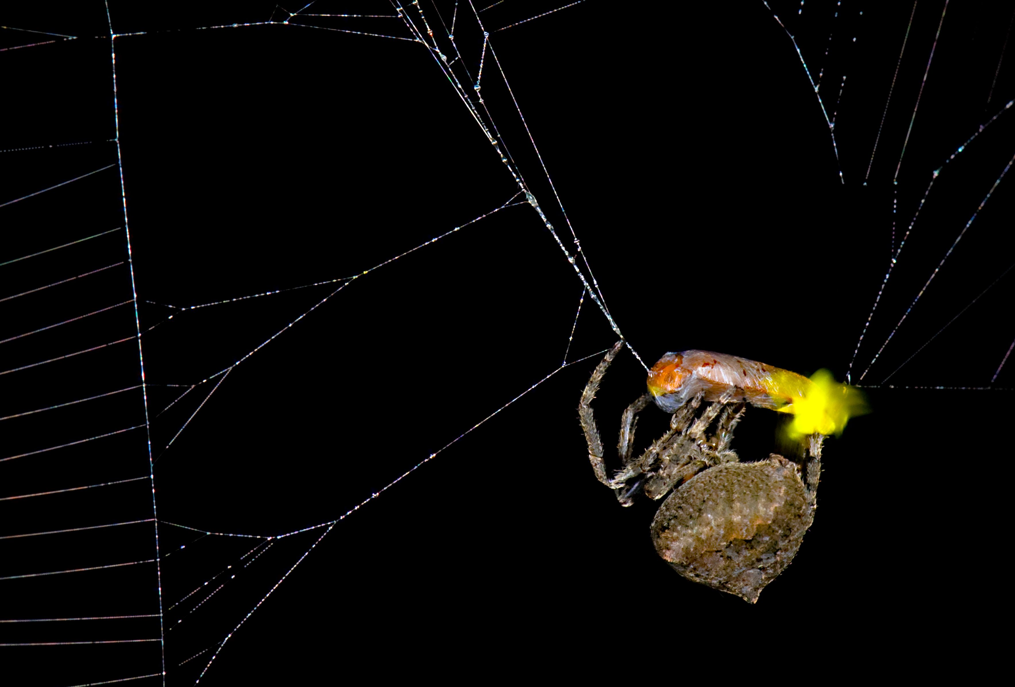 Araneus ventricosus spider wrapping male firefly, Abscondita terminalis. Credit: Xinhua Fu.