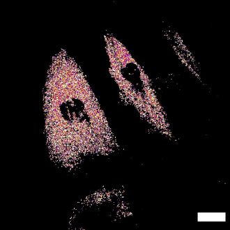 Healthy cells, as demonstrated by the nanobiosensor
