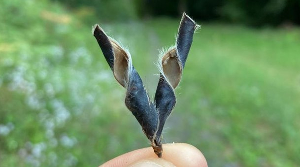 Debora Monego / The spontaneous curvature of seed pods in nature
