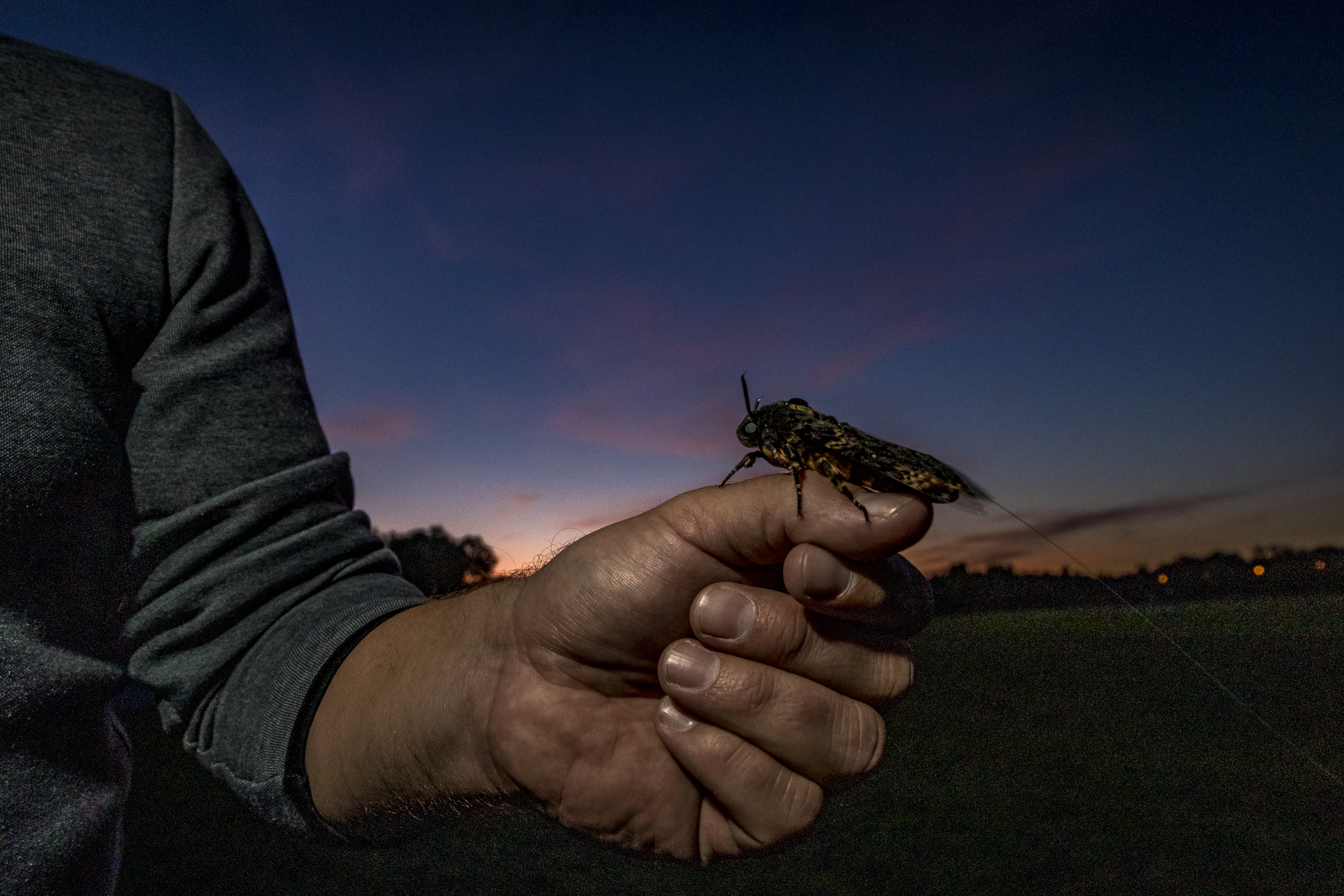 After tagging, moths were released in Konstanz, Germany, and followed in a light aircraft for up to 80 kilometers into the Alps. Image by Christian Ziegler / Max Planck Institute of Animal Behaviour.