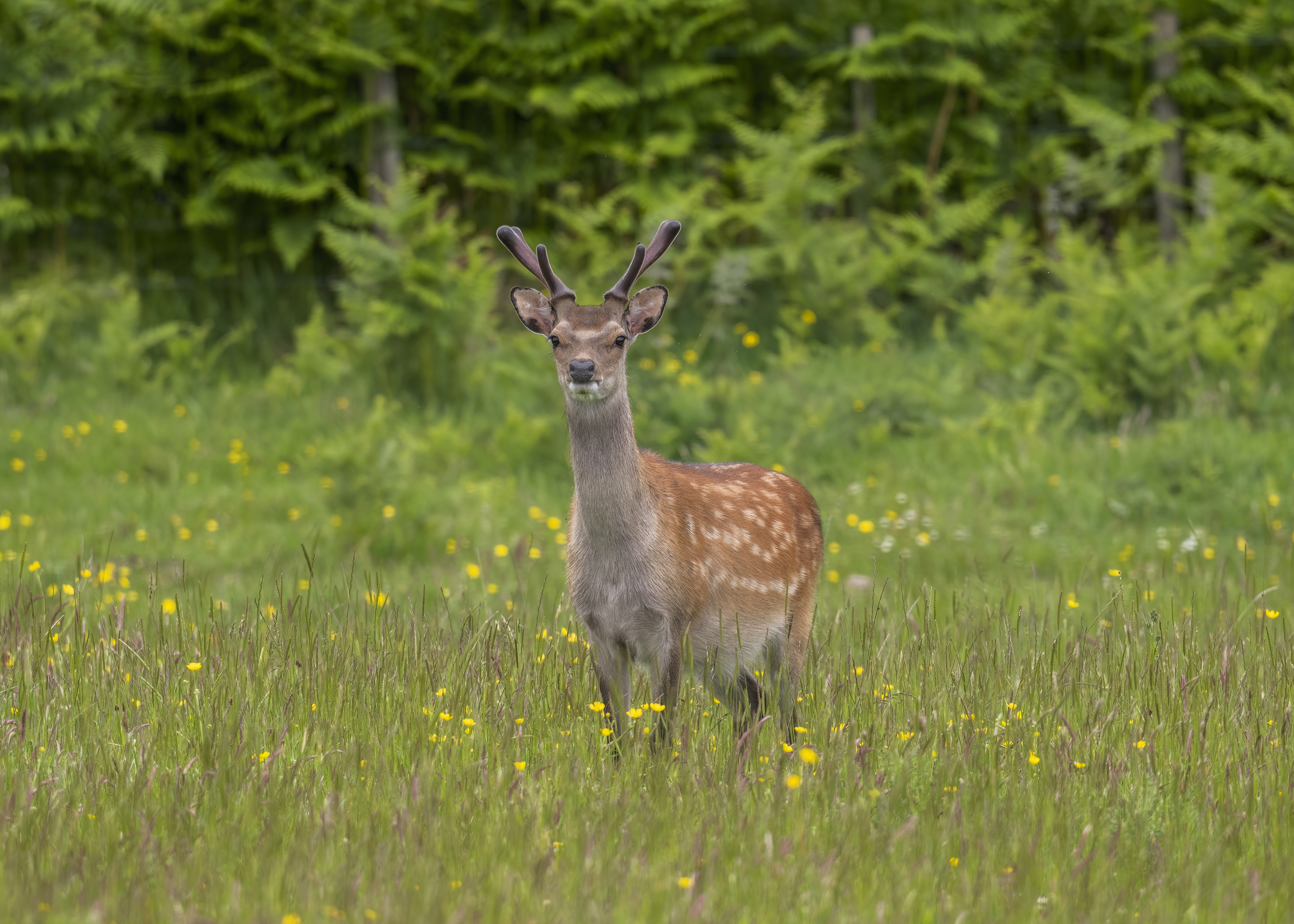 PHOTO: Caroline legg - Sika Stag, CC BY 2.0, https://commons.wikimedia.org/w/index.php?curid=139596903