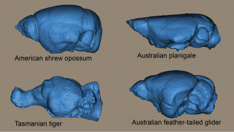 Endocast  brain images 