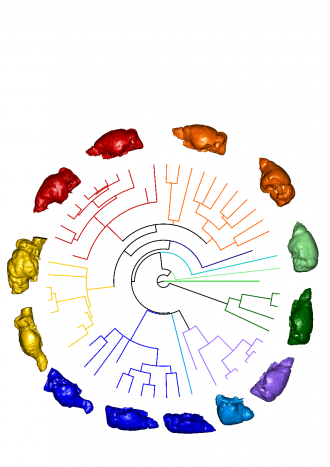Tree of life Endocast Shapes