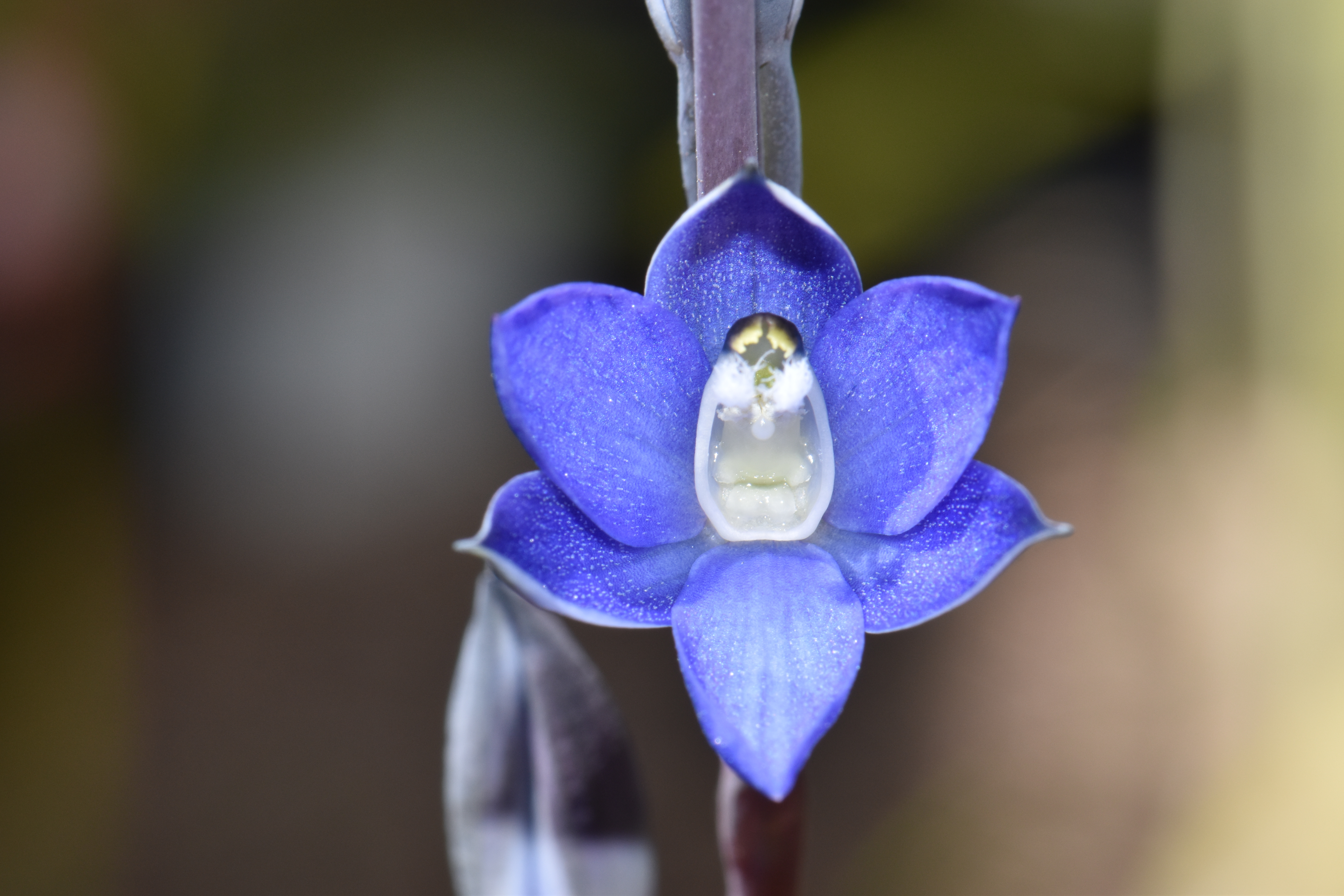 The orchid Thelymitra adorata is on the IUCN Red List. ©  Mark Clements