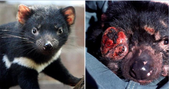 Supplied Save the Tasmanian Devil Program