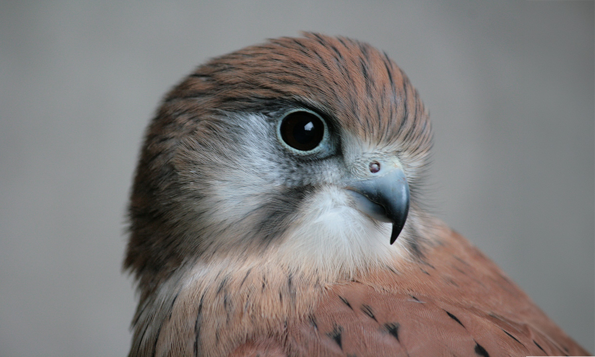 A Nankeen Kestrel