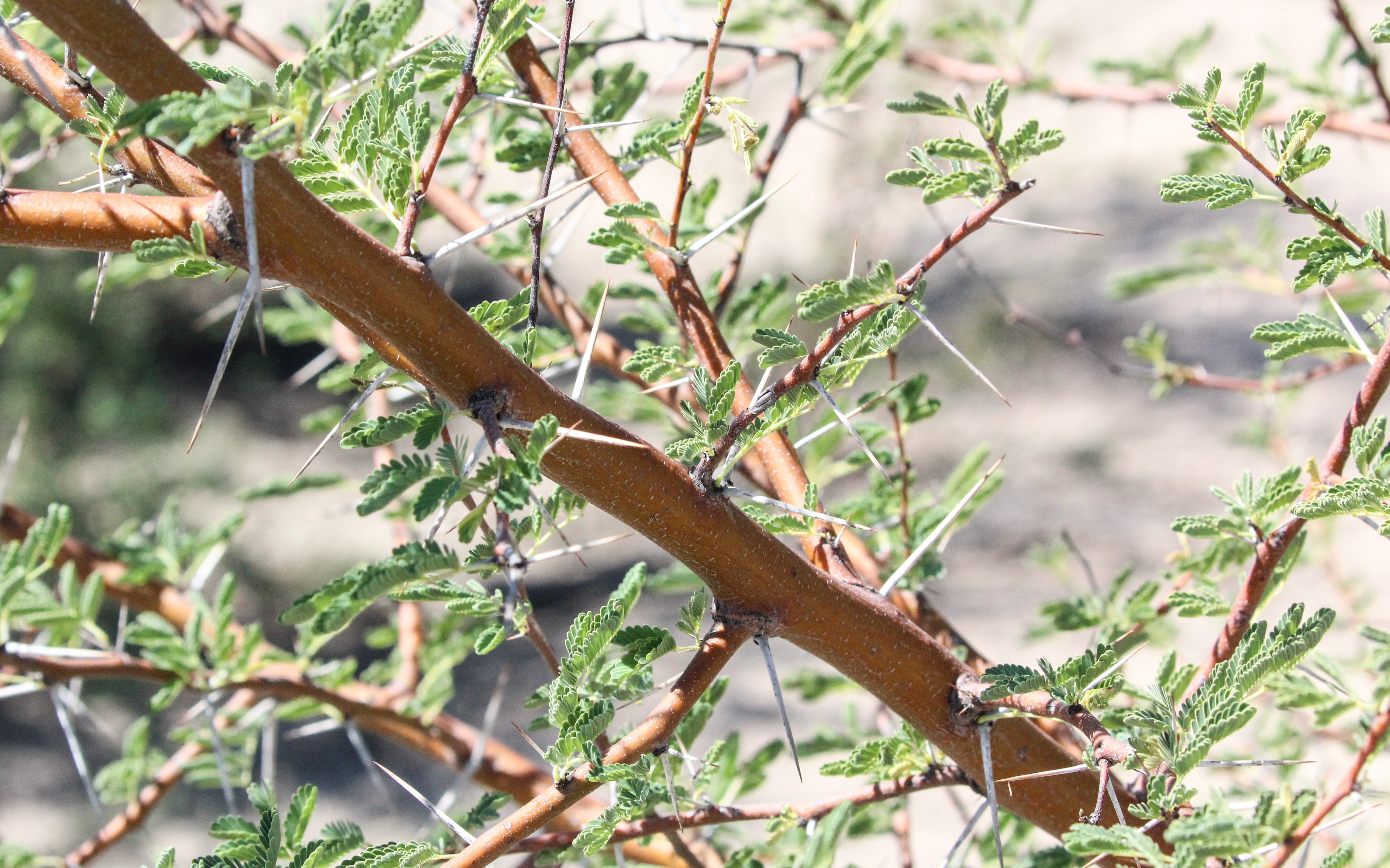 The invasive woody weed targeted by the capsule herbicide (Mimosa bush). Credit: Arthur Chapman
