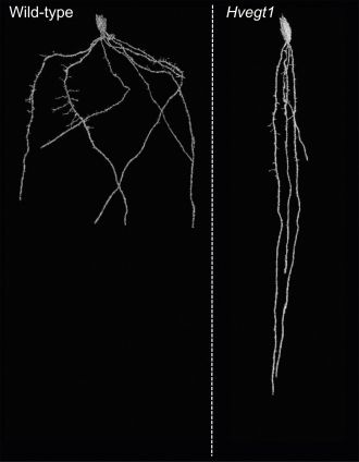 X-Ray microCT of the root architecture of wild type (L) and mutant type (R)