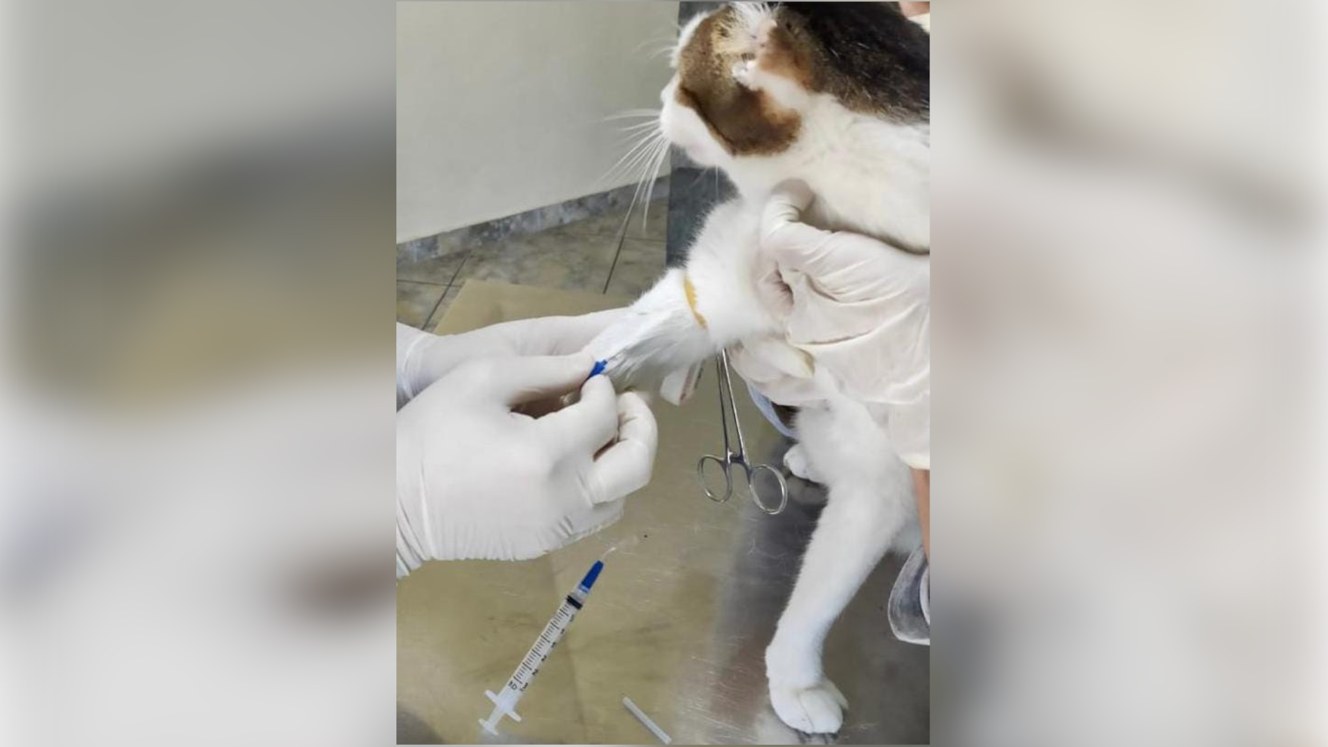 Credit: Dr Alex Pauvolid-Côrrea and Dr Helver Dias