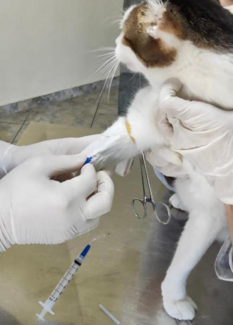 Cat blood collection