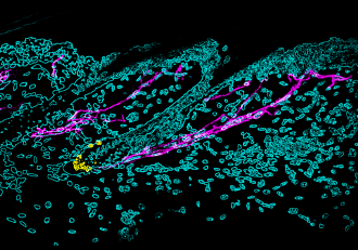 Nervous system