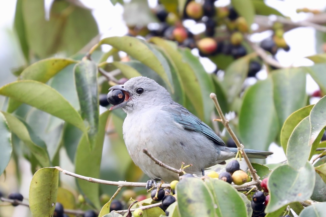 Photo credit: Mauro Galetti