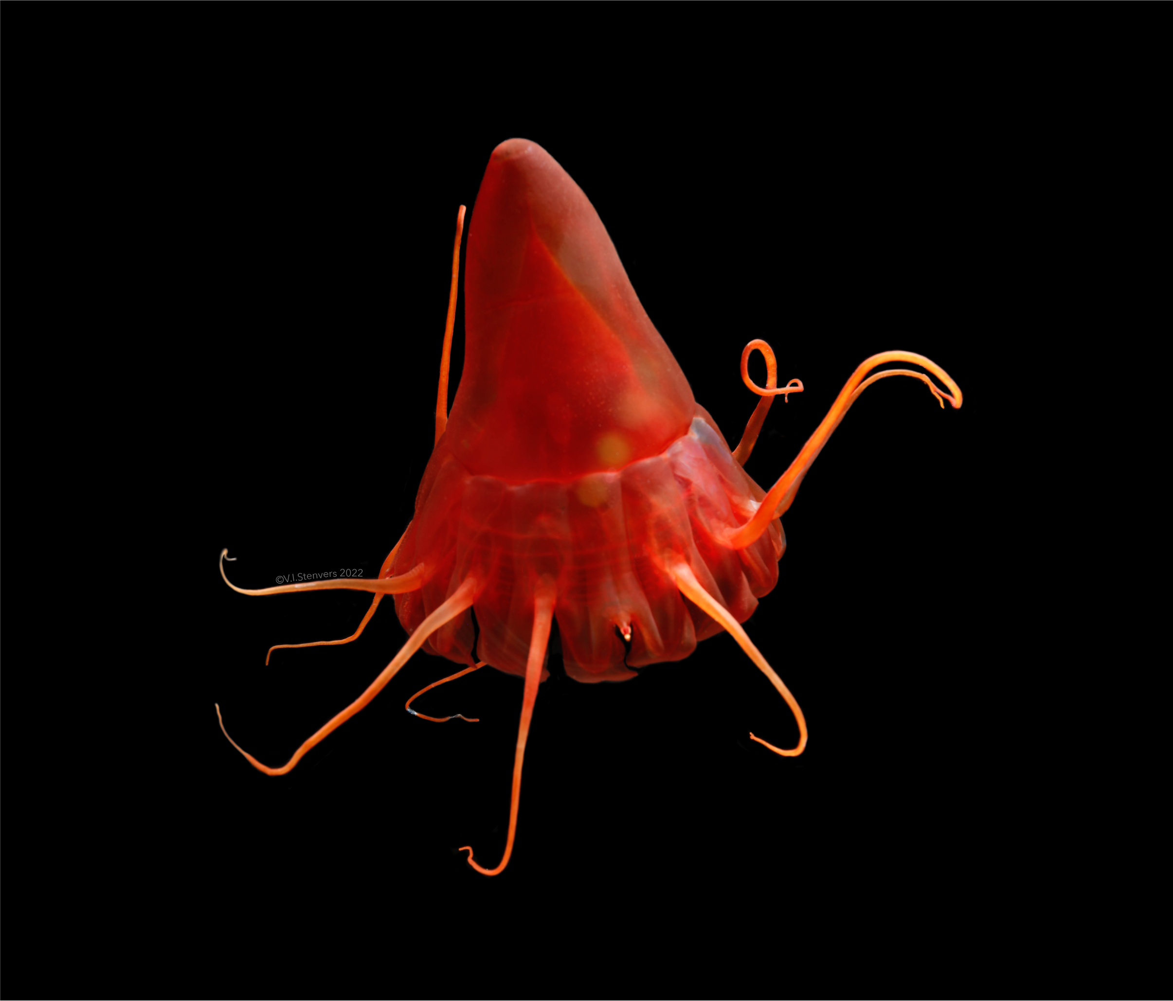 	The helmet jellyfish (Periphylla periphylla) collected with a remotely operated vehicle in the North Pacific Ocean. Credit: Vanessa Stenvers