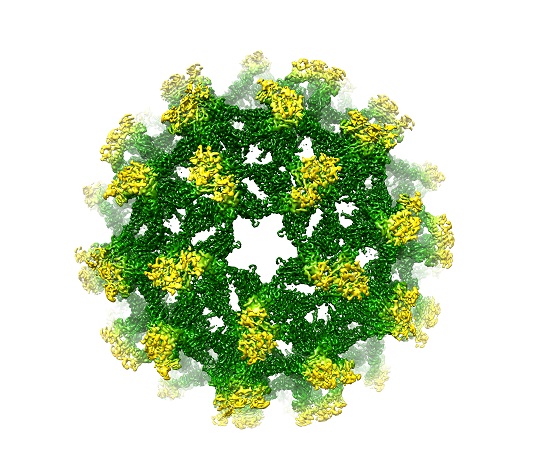 Structure of the Binjari flavivirus. (C) Associate Professor Fasseli Coulibaly
