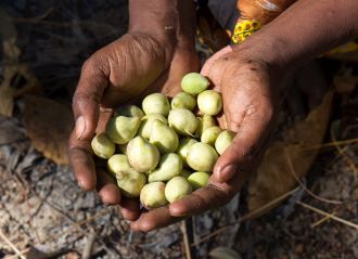 Traditional Kakadu plum