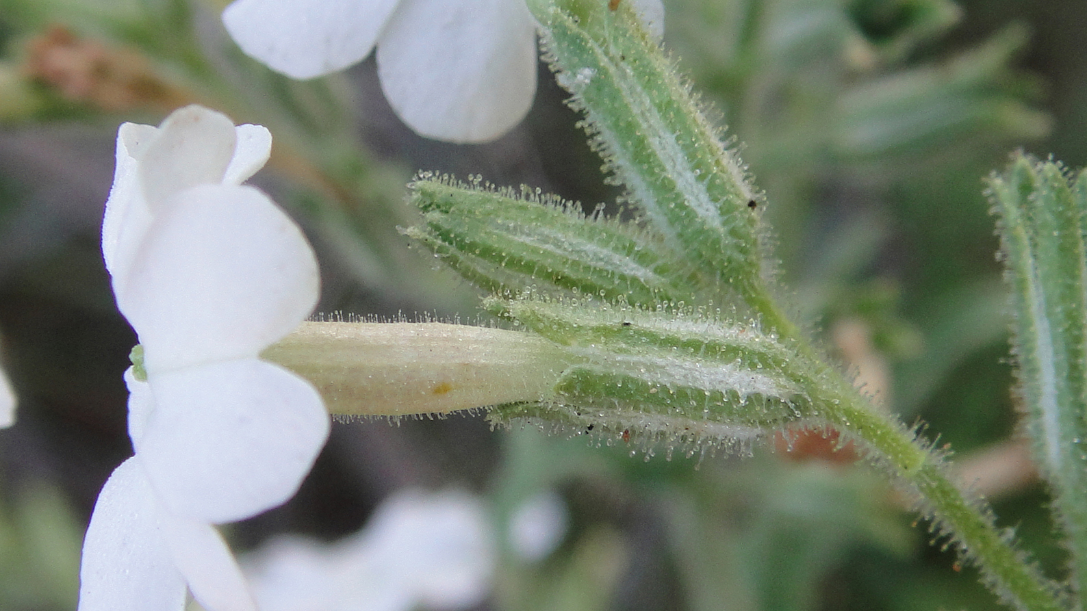 Nicotiana insecticida. Piccture: Maarten Christenhusz