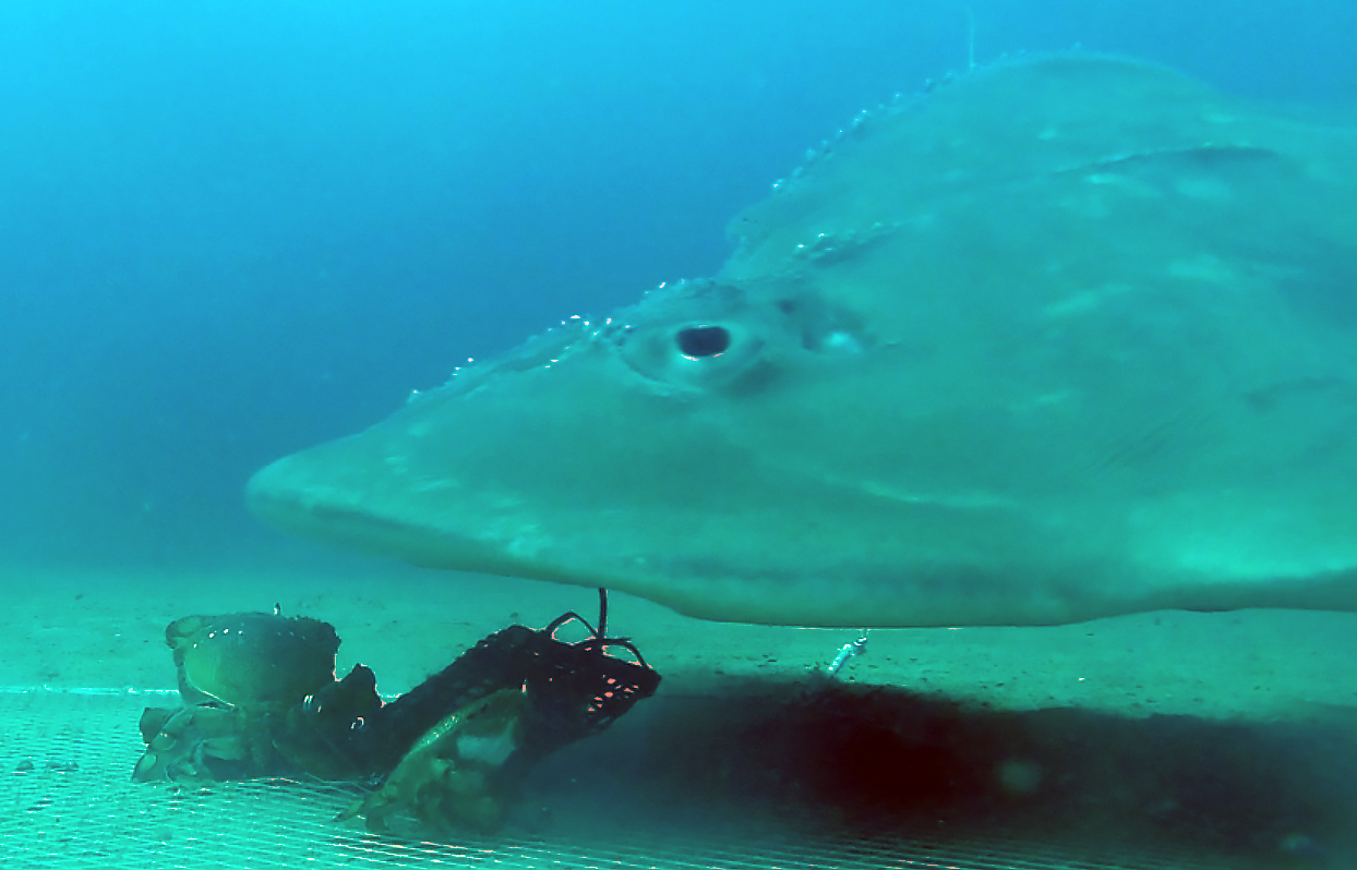 Underwater cameras capture an endangered Guitarfish preying on spanner crabs