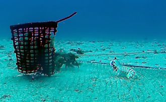 Mantis shrimp and spanner crabs 