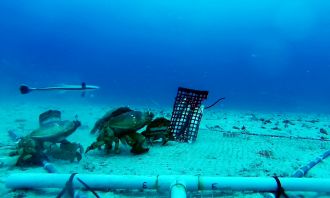 Spanner crabs in commercial traps