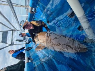 Dr Carley Kilpatrick of QPWS tagging grey nurse sharks