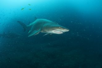 Grey nurse shark off Wolf Rock, Queensland