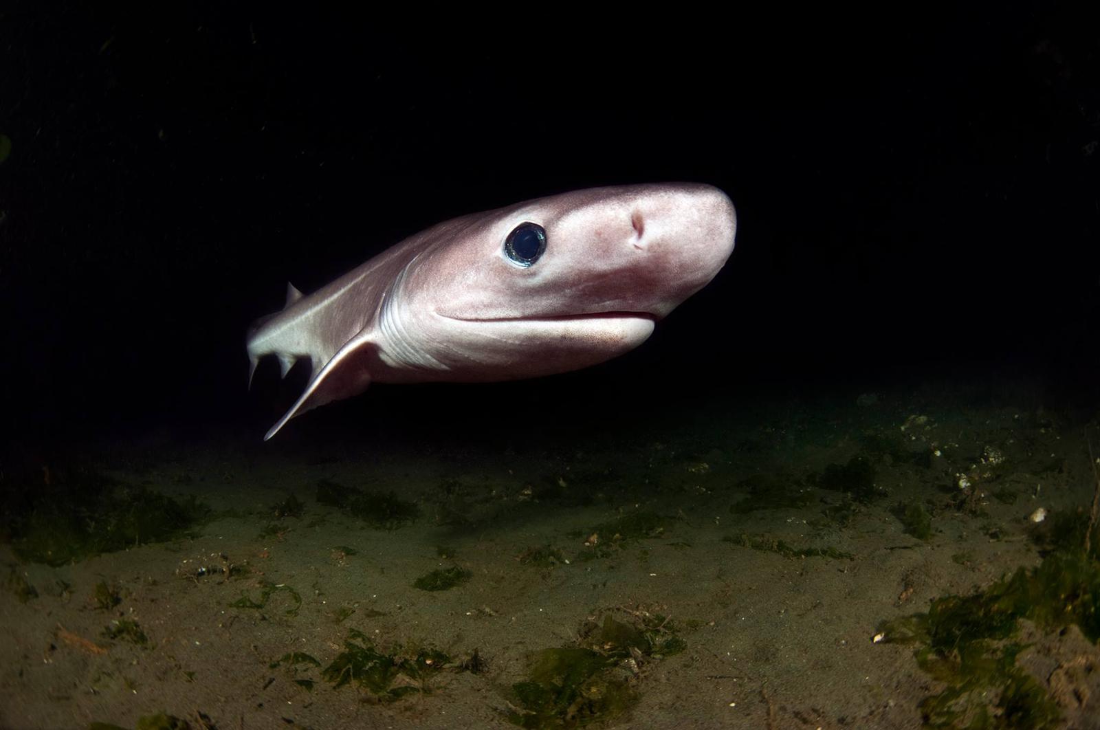 A Bluntnose Sixgill Shark. Image: Greg Amptman. 