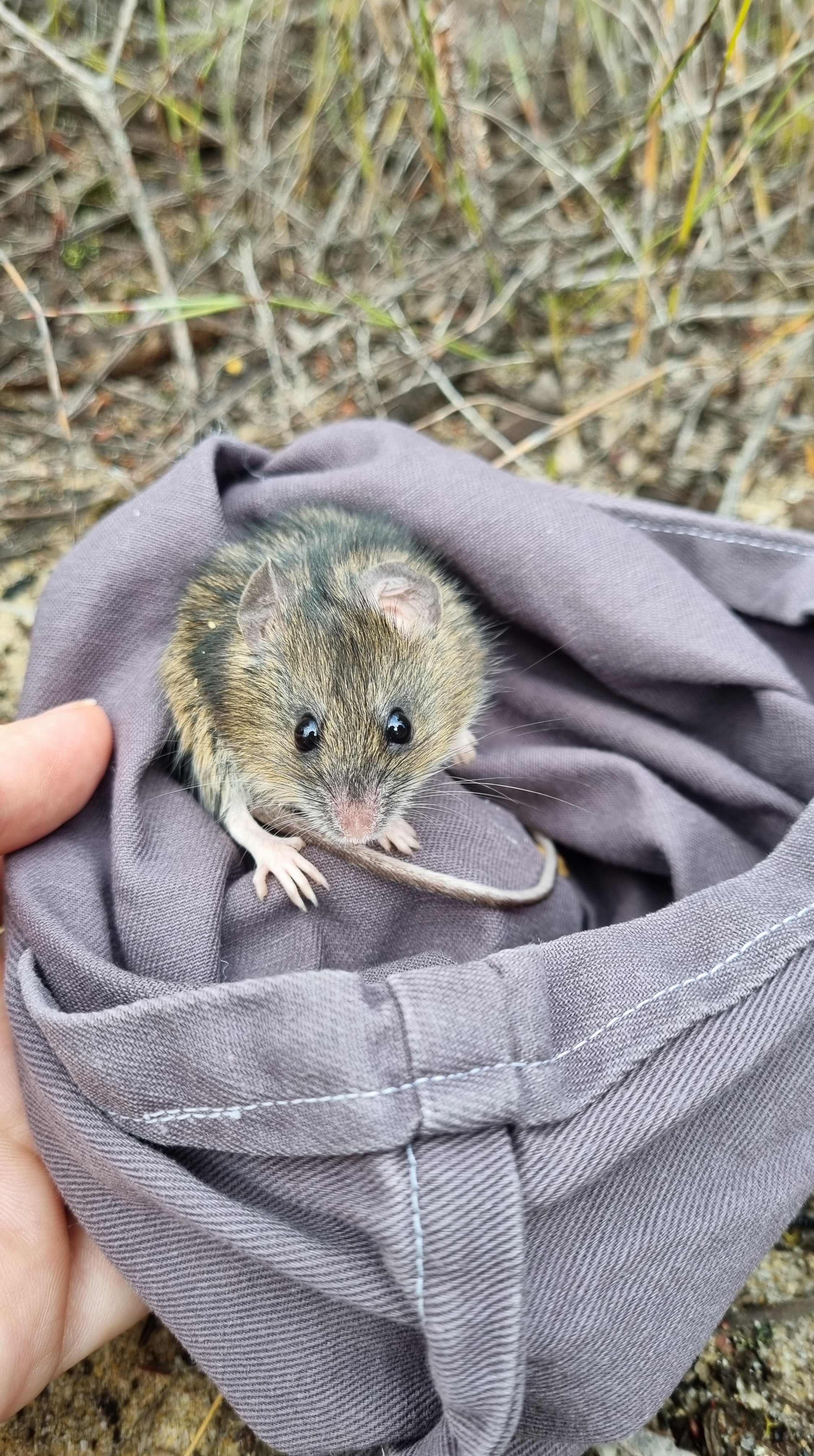 Dr Phoebe Burns/Zoos Victoria