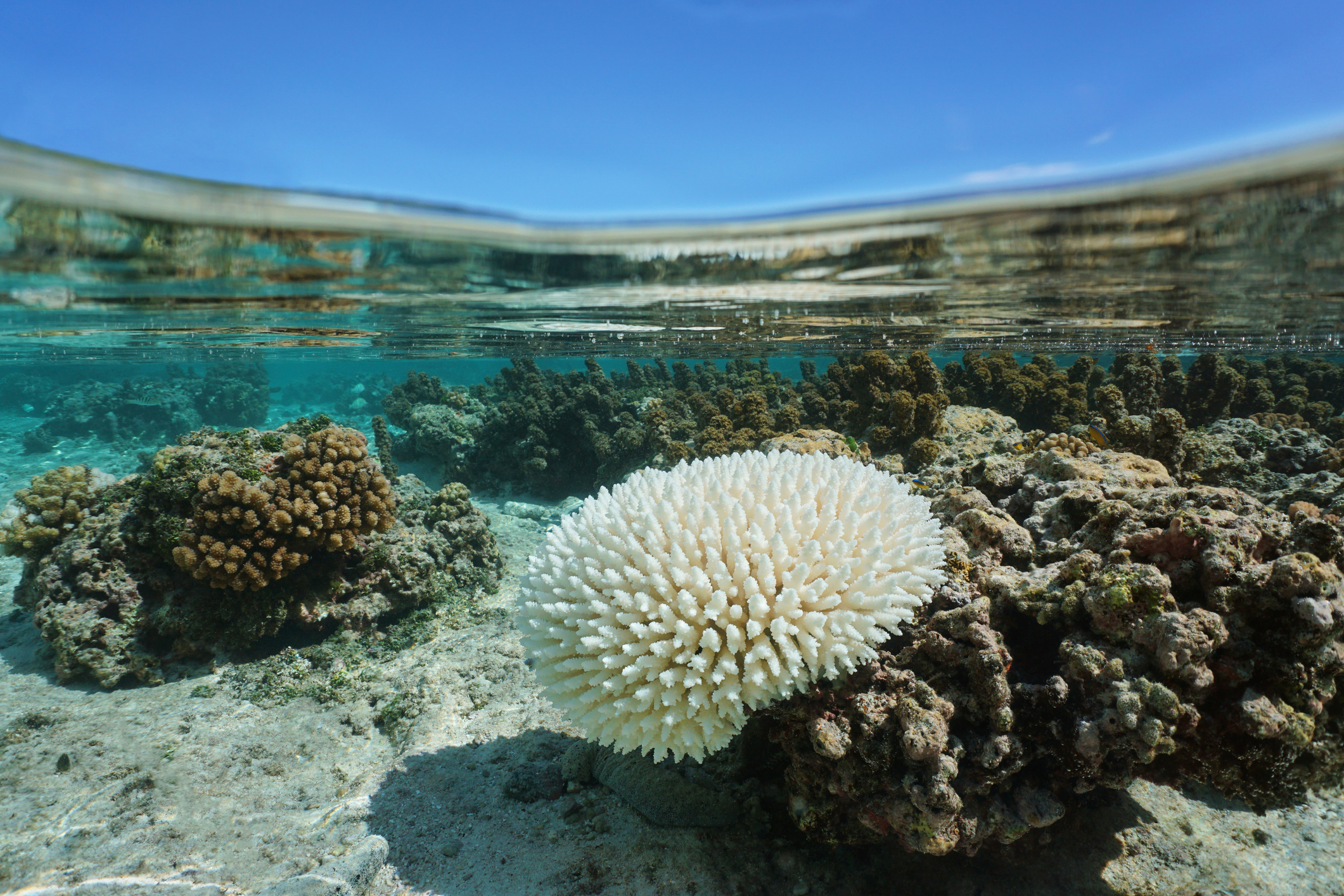 Bleached Acropora coral in shallow water due to El Nino. Image: Getty