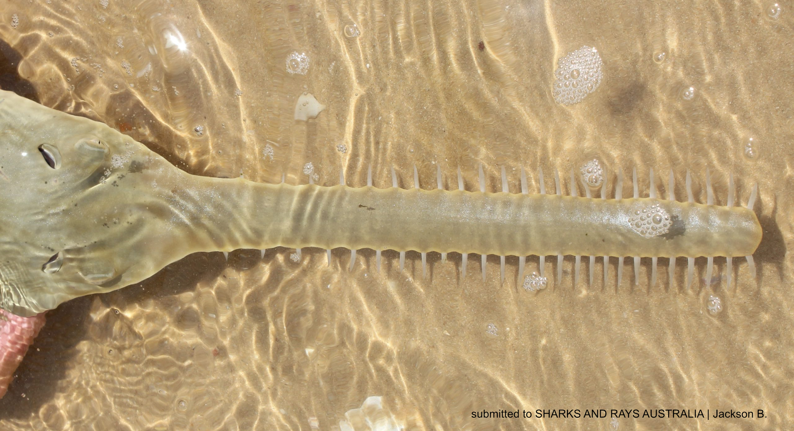 Image supplied to Sharks and Rays Australia