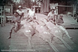 Sawfish at Baffle Creek,  1961