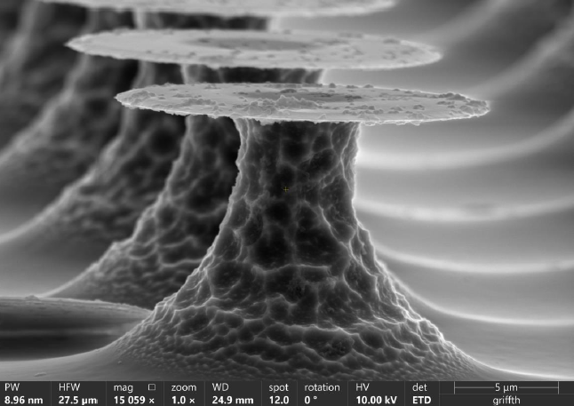 Circullar micropillars. Credit: Griffith University
