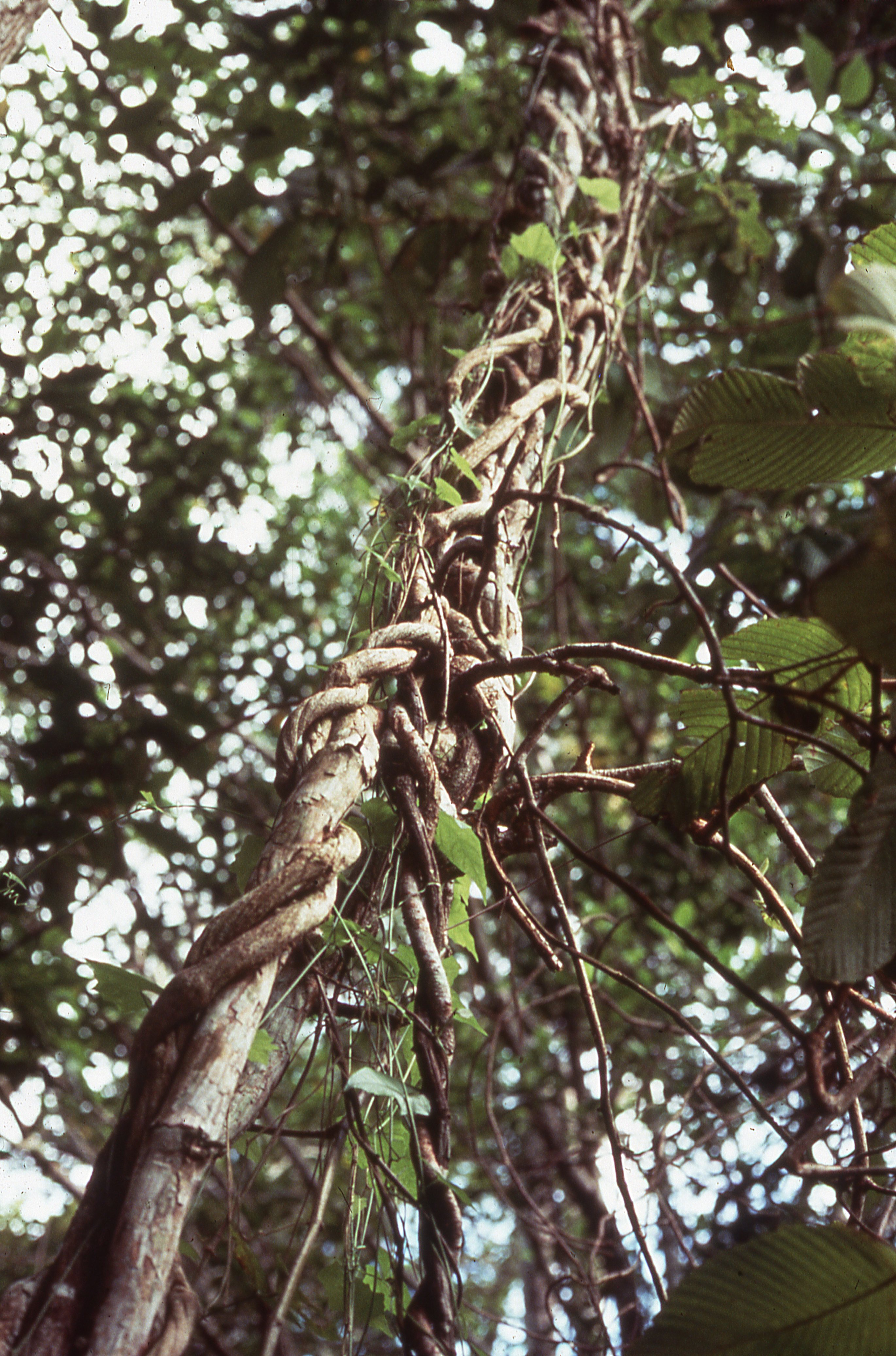 supplied by The Nature Conservancy