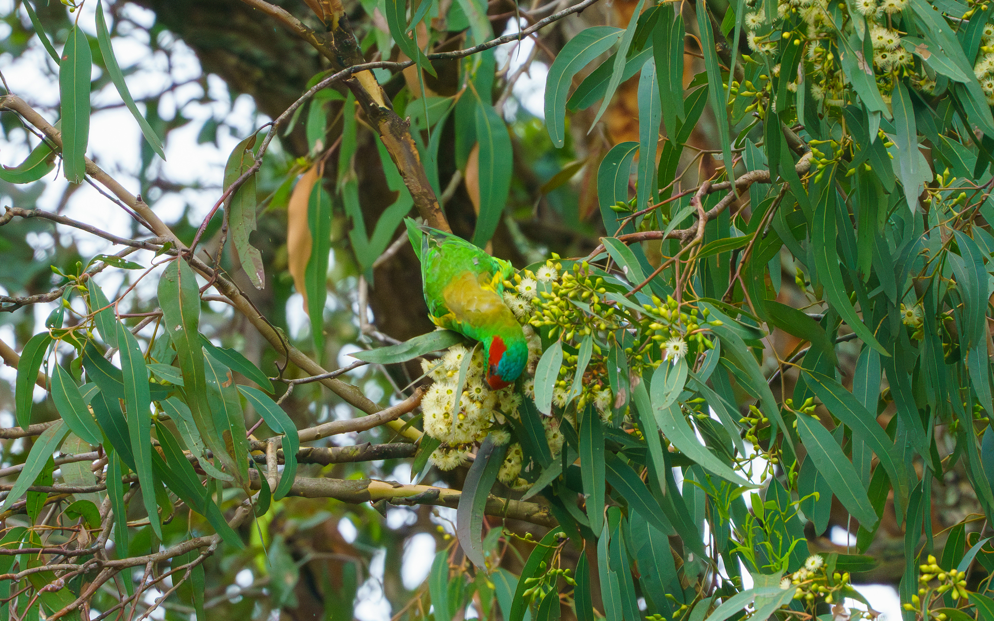 The musk lorikeet. Credit - Jim Churches