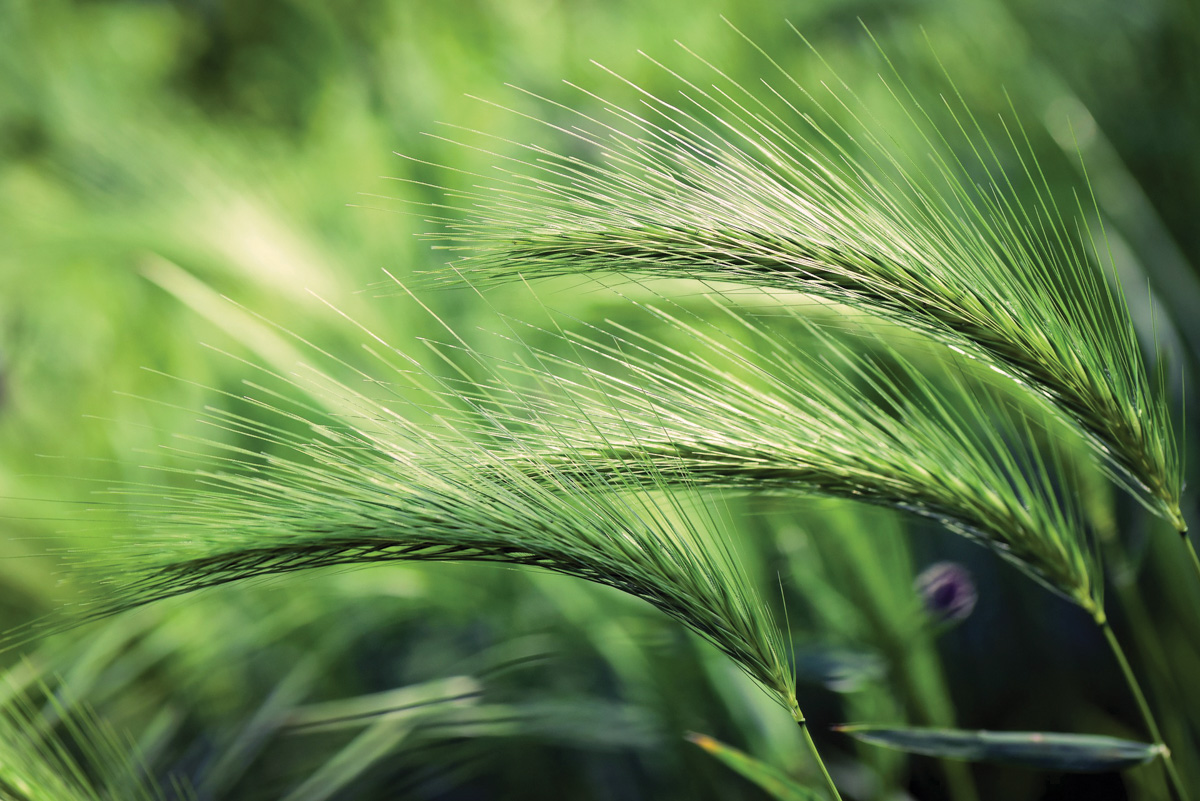 Foxtail barley. Credit: Pixabay